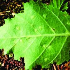 Attēlu rezultāti vaicājumam “Rabdophaga heterobia”