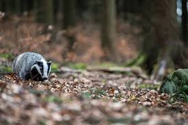 Attēlu rezultāti vaicājumam “Meles meles adult”