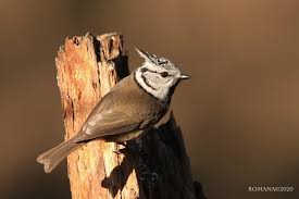 Attēlu rezultāti vaicājumam “Lophophanes cristatus”