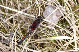 Attēlu rezultāti vaicājumam “Leucorrhinia rubicunda”