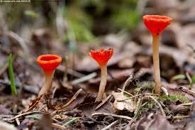 Attēlu rezultāti vaicājumam “Microstoma protracta”