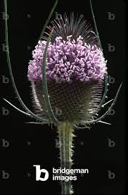 Image result for Dipsacus silvestris