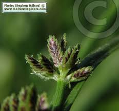 Attēlu rezultāti vaicājumam “Cyperus fuscus”