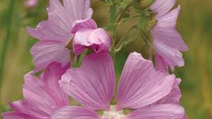 Attēlu rezultāti vaicājumam “Malva moschata flower”