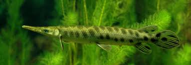 Image result for Garstang A S C