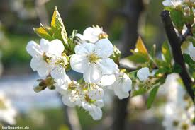 Image result for Rosengewächse