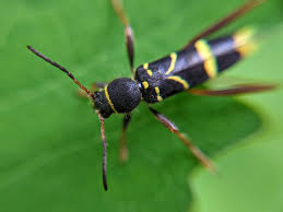 Attēlu rezultāti vaicājumam “Clytus arietis”