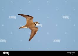 Attēlu rezultāti vaicājumam “Charadrius dubius adult”