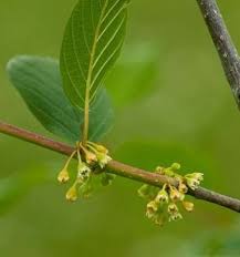 Attēlu rezultāti vaicājumam “Frangula alnus flower”