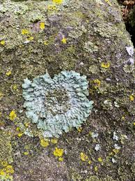 Attēlu rezultāti vaicājumam “Physconia detersa”