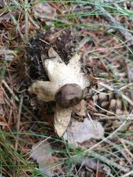 Attēlu rezultāti vaicājumam “Geastrum pectinatum”