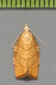 Attēlu rezultāti vaicājumam “Pandemis corylana”