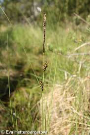 Attēlu rezultāti vaicājumam “Carex lasiocarpa fruit”