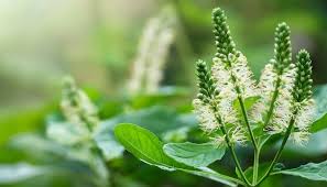 Attēlu rezultāti vaicājumam “Chenopodium album flower”