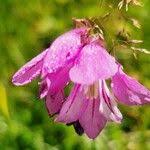 Attēlu rezultāti vaicājumam “Gladiolus imbricatus flower”