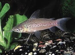 Attēlu rezultāti vaicājumam “Dianema depressum macro”