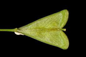 Attēlu rezultāti vaicājumam “Capsella bursa-pastoris fruit”
