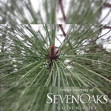 Attēlu rezultāti vaicājumam “Pinus ponderosa fruit”