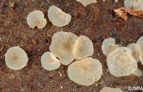 Attēlu rezultāti vaicājumam “Hyalorbilia inflatula”