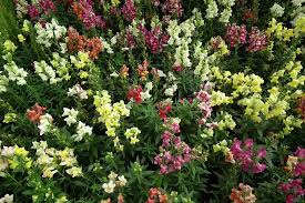 Image result for Antirrhinum majus maximum