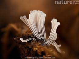 Attēlu rezultāti vaicājumam “Stemonitis splendens macro”