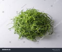 Attēlu rezultāti vaicājumam “Spergularia marina leaf”