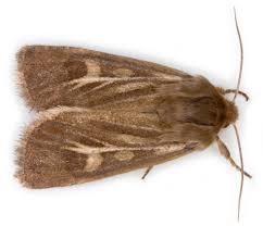 Attēlu rezultāti vaicājumam “Cerapteryx graminis”