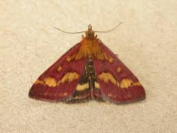 Attēlu rezultāti vaicājumam “Pyrausta purpuralis”