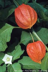 Attēlu rezultāti vaicājumam “Physalis alkekengi”