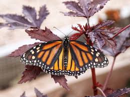 Image result for monarch butterfly