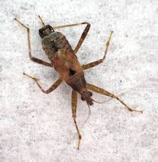 Attēlu rezultāti vaicājumam “Himacerus apterus”