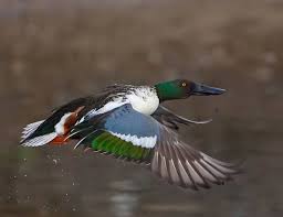 Attēlu rezultāti vaicājumam “Anas clypeata”