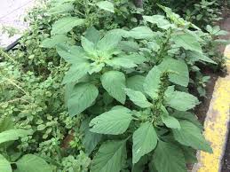 Attēlu rezultāti vaicājumam “Amaranthus retroflexus leaf”