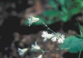 Attēlu rezultāti vaicājumam “Silene tatarica flower”