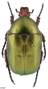 Attēlu rezultāti vaicājumam “Potosia cuprea”