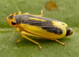 Attēlu rezultāti vaicājumam “Cicadellidae”