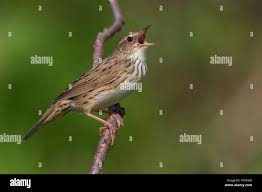 Image result for Locustella lanceolata