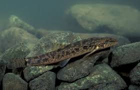 Attēlu rezultāti vaicājumam “Barbatula barbatula”