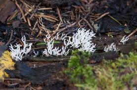 Attēlu rezultāti vaicājumam “Lentaria epichnoa”