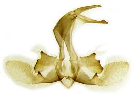 Attēlu rezultāti vaicājumam “Catoptria margaritella”