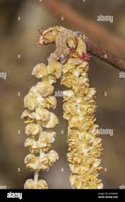 Attēlu rezultāti vaicājumam “Corylus avellana female flower”