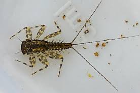 Attēlu rezultāti vaicājumam “Heptagenia sulphurea female”