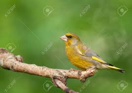 Attēlu rezultāti vaicājumam “Chloris chloris male”