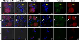 Attēlu rezultāti vaicājumam “Colloderma sp.”