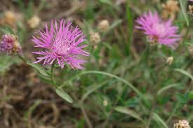Attēlu rezultāti vaicājumam “Centaurea jacea fruit”