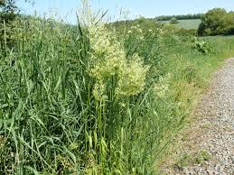 Attēlu rezultāti vaicājumam “Trisetum flavescens”