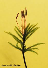 Attēlu rezultāti vaicājumam “Climacium dendroides sporophyte”