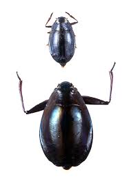 Attēlu rezultāti vaicājumam “Gyrinidae”