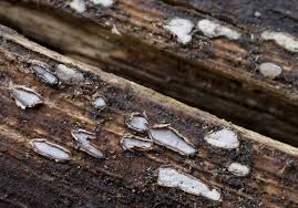 Attēlu rezultāti vaicājumam “Propolis farinosa”