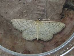 Attēlu rezultāti vaicājumam “Idaea sylvestraria”